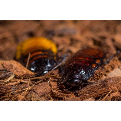 Cucaracha gigante de madagascar - gromphadorhina portentosa